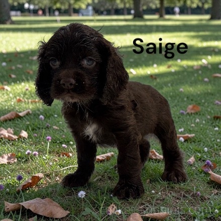 puppy, for, sale, Cocker Spaniel, Joe & Cherri  Overlease, dog, breeder, Miller, MO, dog-breeder, puppy-for-sale, forsale, nearby, find, puppyfind, locator, puppylocator, aca